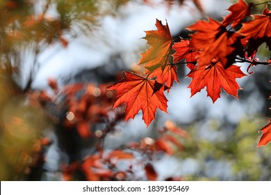 Sunlight shining through leafs of red maple