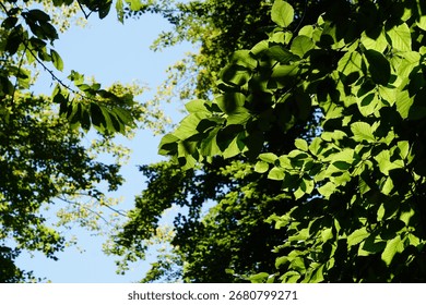 Sunlight shining through leafy tree canopy, view from below, peaceful nature background