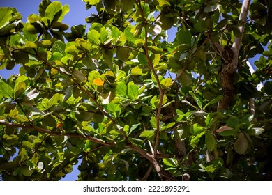 Sunlight Shining Through Leaves On A Tree