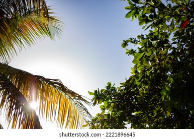 Sunlight Shining Through A Palm Tree 