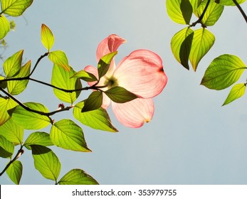 Sunlight shining through pink dogwood flower and green leaves.