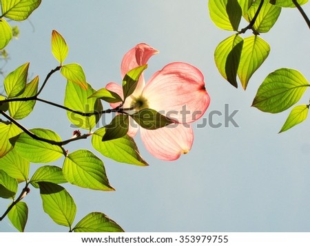 Sunlight shining through pink dogwood flower and green leaves.