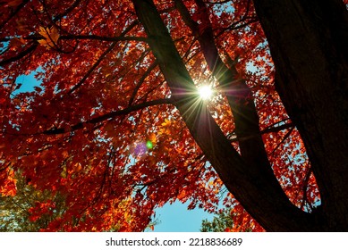 Sunlight Shining Through Red Maple Leaves