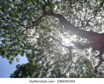 Sunlight Shining Through Tree Branches