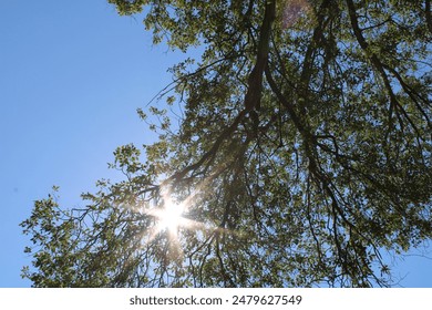 Sunlight shining through tree branches and leaves