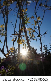 Sunlight shining through tree branches with leaves against clear blue sky. Natural backlight creates bright lens flare in peaceful outdoor nature scene.