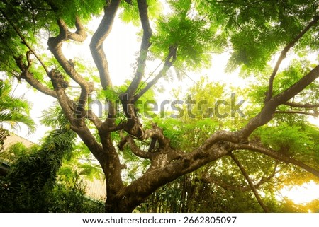 Sunlight Shining Through Tree Canopy in Lush Green Forest