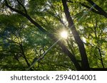 sunlight shining through the trees