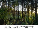 sunlight shining through trees