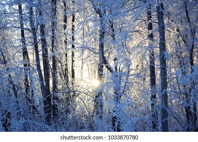 Sunlight Shining through the Trees