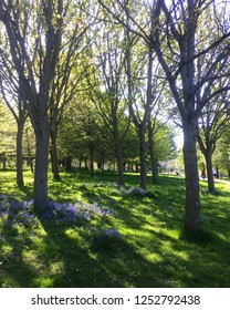 Sunlight shining through trees