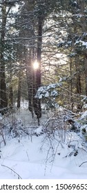 Sunlight shining through the trees 