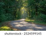 sunlight shining through the trees in the forest. dawn, morning on a forest road. summer-autumn season in the forest.