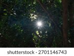 Sunlight Shining Through Trees in Forest
