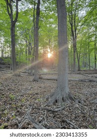 Sunlight shining through trees in a forest.