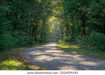 Similar – Image, Stock Photo Morning in a forest meadow, a little worried the roebuck that backs up behind him to the forest.