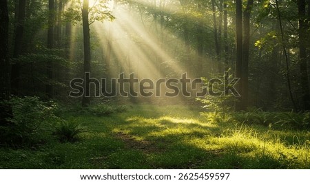 Sunlight shining through trees in a lush green forest, creating magical rays.