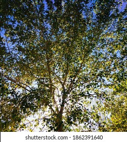 Sunlight Shining Through The Trees Of Summer