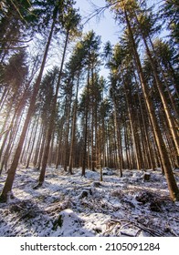 Sunlight shining through trees in winter - season changing