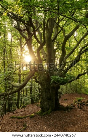Similar – Image, Stock Photo Beech leaves in sunlight b/w No. 3