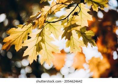 sunlight shining through yellow maple leaves. autumn phot. close-up