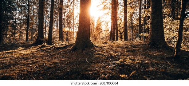 Sunlight Shinning Through A Woodland At Sunrise Lighting The Ground