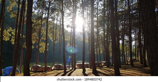 Sunlight shone through the pine forest.