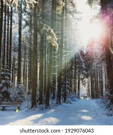 Sunlight In The Snowy Woods Of South Bavaria