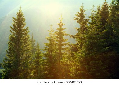 Sunlight in spruce forest in the fog on the background of mountains, at sunset