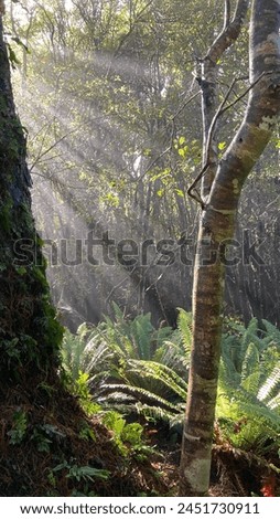 Sunlight streaming in lines through forest trees, Rakiura Track Stewart Island New Zealand
