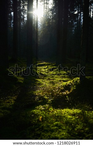 Similar – morning light Calm Nature