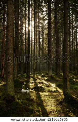 morning light Calm Nature