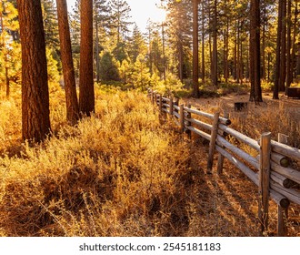Sunlight Streaming Through Conifer Forest, Nevada Beach, Zephyr Cove, Nevada, USA