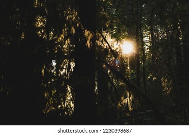 sunlight streaming through a dark, deep green coastal forest