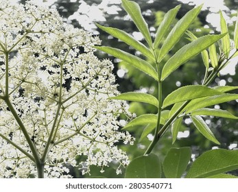 Sunlight streaming through the delicate antique white blossoms of Queen Anne's Lace, growing along a greenway in Huntersville NC 2026