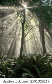 Sunlight streaming through the dense foliage of a forest, creating an enchanting atmosphere that celebrates the beauty of nature and the serenity of the woods.