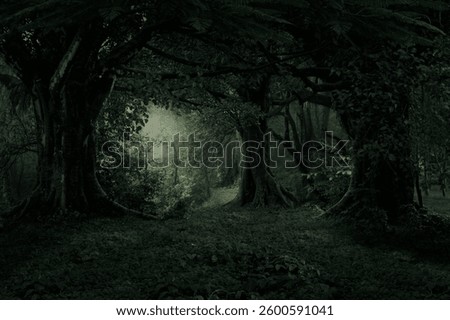 Sunlight streaming through the dense foliage of a tropical rainforest
