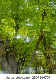 Sunlight Streaming Through Dense Green Forest Trees