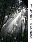Sunlight streaming through the forest canopy in Santa Cruz County, California.