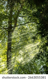 Sunlight Streaming Through Forest Canopy