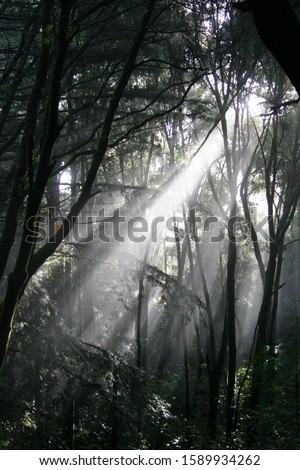 Similar – Image, Stock Photo sunrays Environment Nature