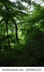 Sunlight Streaming Through Forest Trees – Peaceful and Bright Nature Scene