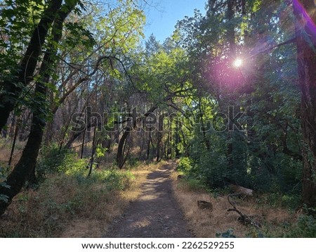 Sunlight streaming in through a oak forest in Northern California