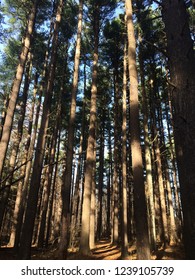 sunlight streaming through pine forest