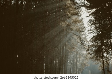 Sunlight Streaming Through Pine Trees in a Misty Forest