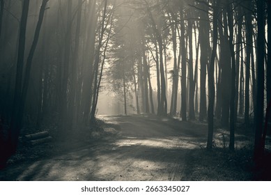 Sunlight Streaming Through Pine Trees in a Misty Forest