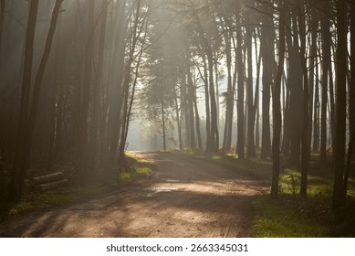 Sunlight Streaming Through Pine Trees in a Misty Forest