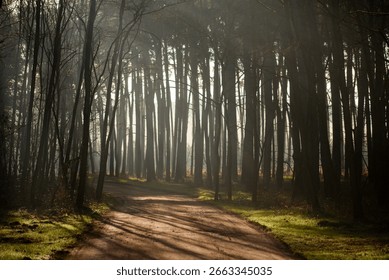 Sunlight Streaming Through Pine Trees in a Misty Forest