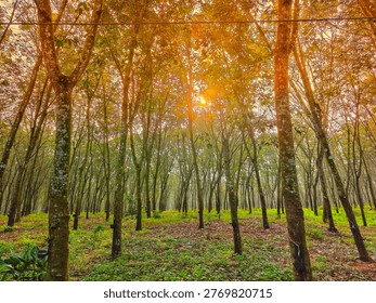 Sunlight streaming through rows of tall rubber trees in plantation.