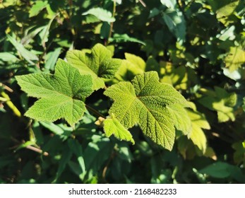 Sunlight Streaming Through Spring Green Leaves.bush Climbing On A Wall. Evergreen Plant On A Wall. A Green Ivy Leaves - Climbing Or Ground-creeping Woody Plant.green Leaves,selective Focus.